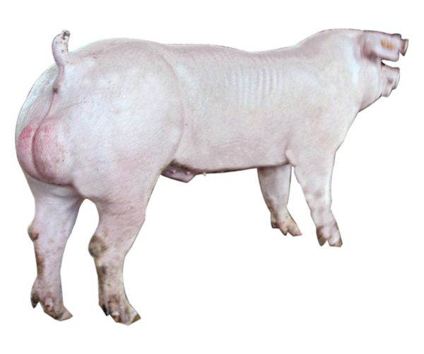 新美系长白公猪